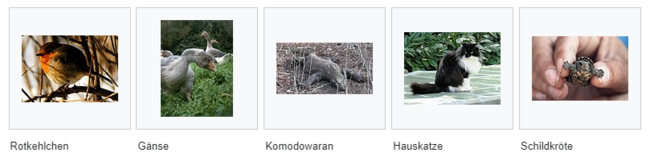Galerie von 5 Tieren: Rotkehlchen, Gänse, Komodowaran, Hauskatze und Schildkröte